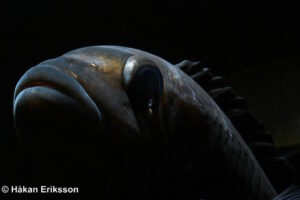 Pseudotropheus crabro 'Nakantenga Island'
